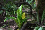 Yellow along the Darlingtonia trail