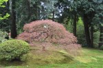 Japanese Feather Maple