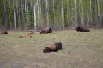 Herds resting