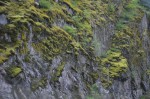 Mossy dripping rock walls