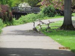 Our geese neighbors and their goslings