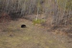 first bear sighting