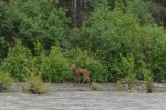 Baby moose