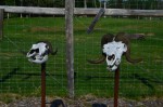 Female and male Muskox skulls