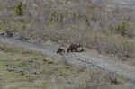 Mama Grizzly and cub-001