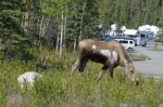 Moose by mile 13 campground in Denali-001
