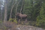 Moose posing for us on the way to the Visitors Center-001