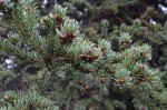 Spruce berries for medicinal teas