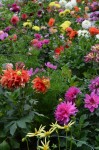 Anchorage gardens