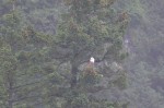 Another eagle