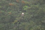 Another eagle fishing