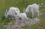Baby mountain goat