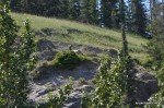 Bighorn Sheep