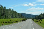 Bison herd on the road