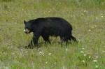 Black bear grazing