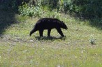 Black bear walking