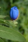 Blue tulip