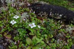 Boreal Forest floor