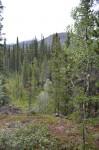 Boreal forest