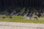 Caribou