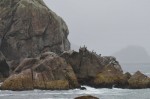 Cormorants