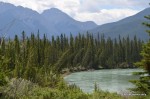 Drunken trees on the Bow River