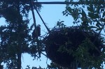 Eagle and nest at Schwatka Lake