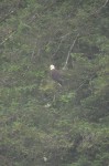 Eagle fishing