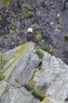 Eagle watching us