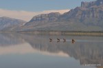 Elk in the lake