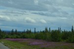 Fireweed on the left