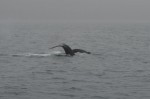 Fluke