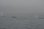Four Humpbacks