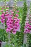 Foxglove