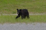 Friendly black bear