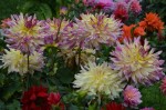Garden Flowers (2)