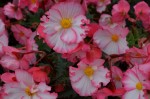 Garden flowers