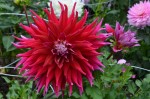 Garden flowers (3)