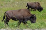 Grazing Bison