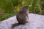 Ground Squirrel