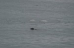Harbor Seal