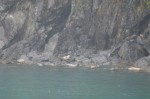 Harbor seals