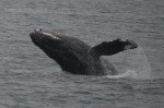 Humpback breach
