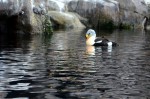 King Eider