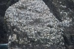 Kittiwakes Rookery