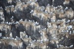 Kittiwakes up close