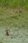 Little beggers