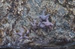 Lots of Sea Stars