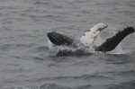 Lots of fins in the air
