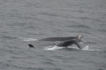Mama and calf playing
